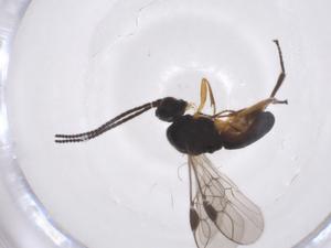  ( - CBG-A37483-E04)  @11 [ ] CreativeCommons - Attribution Share - Alike (2024) Centre for Biodiversity Genomics Centre for Biodiversity Genomics