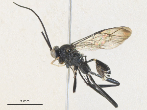  ( - CBG-A34358-H02)  @11 [ ] CreativeCommons - Attribution Share - Alike (2024) CBG Photography Group Centre for Biodiversity Genomics