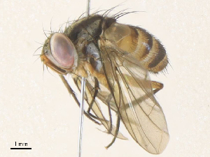  ( - CBG-A34359-H05)  @11 [ ] CreativeCommons - Attribution Share - Alike (2024) CBG Photography Group Centre for Biodiversity Genomics