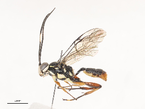  ( - CBG-A34360-C01)  @11 [ ] CreativeCommons - Attribution Share - Alike (2024) CBG Photography Group Centre for Biodiversity Genomics