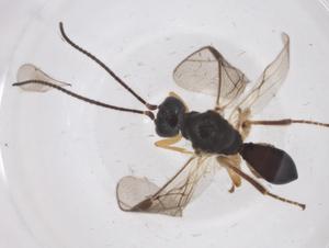  ( - CBG-A35988-A10)  @11 [ ] CreativeCommons - Attribution Share - Alike (2024) Centre for Biodiversity Genomics Centre for Biodiversity Genomics