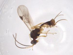  (Blacus Malaise2986 - CBG-A36939-H07)  @11 [ ] CreativeCommons - Attribution Share - Alike (2024) Centre for Biodiversity Genomics Centre for Biodiversity Genomics