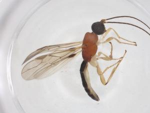  ( - CBG-A36940-B07)  @11 [ ] CreativeCommons - Attribution Share - Alike (2024) Centre for Biodiversity Genomics Centre for Biodiversity Genomics