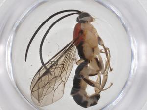  ( - CBG-A36955-D05)  @11 [ ] CreativeCommons - Attribution Share - Alike (2024) Centre for Biodiversity Genomics Centre for Biodiversity Genomics