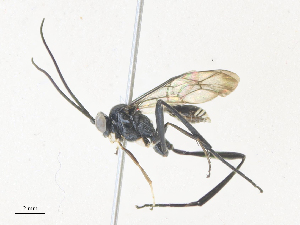  ( - CBG-A38478-E09)  @11 [ ] CreativeCommons - Attribution Share - Alike (2024) CBG Photography Group Centre for Biodiversity Genomics