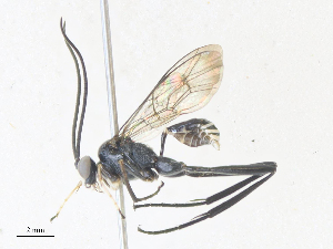  ( - CBG-A38478-E10)  @11 [ ] CreativeCommons - Attribution Share - Alike (2024) CBG Photography Group Centre for Biodiversity Genomics