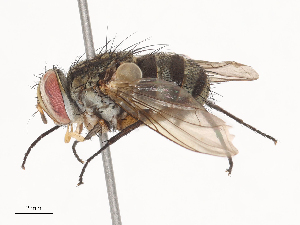  ( - CBG-A38479-C03)  @11 [ ] CreativeCommons - Attribution Share - Alike (2024) CBG Photography Group Centre for Biodiversity Genomics