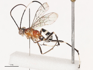  ( - CBG-A38484-C03)  @11 [ ] CreativeCommons - Attribution Share - Alike (2024) CBG Photography Group Centre for Biodiversity Genomics