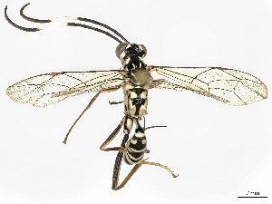  ( - CBG-A38484-G02)  @11 [ ] CreativeCommons - Attribution Share-Alike (2024) CBG Photography Group Centre for Biodiversity Genomics