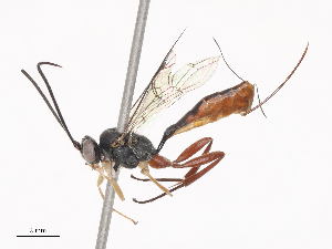  (Hyposoter INB-48 - CBG-A38485-C12)  @11 [ ] CreativeCommons - Attribution Share - Alike (2024) CBG Photography Group Centre for Biodiversity Genomics