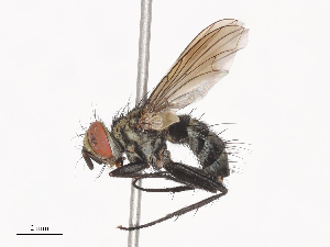  (Calolydella ordinalis - CBG-A38485-D07)  @11 [ ] CreativeCommons - Attribution Share - Alike (2024) CBG Photography Group Centre for Biodiversity Genomics