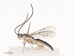  ( - CBG-A38485-E01)  @11 [ ] CreativeCommons - Attribution Share - Alike (2024) CBG Photography Group Centre for Biodiversity Genomics