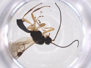  ( - CBG-A39485-G03)  @11 [ ] CreativeCommons - Attribution Share - Alike (2024) Centre for Biodiversity Genomics Centre for Biodiversity Genomics