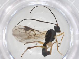  ( - CBG-A39495-E11)  @11 [ ] CreativeCommons - Attribution Share - Alike (2024) Centre for Biodiversity Genomics Centre for Biodiversity Genomics