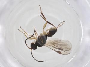  ( - CBG-A39525-D07)  @11 [ ] CreativeCommons - Attribution Share - Alike (2024) Centre for Biodiversity Genomics Centre for Biodiversity Genomics