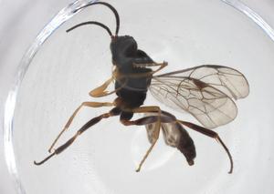  ( - CBG-A39791-G04)  @11 [ ] CreativeCommons - Attribution Share - Alike (2024) Centre for Biodiversity Genomics Centre for Biodiversity Genomics