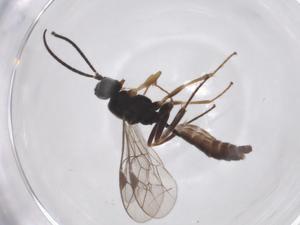  ( - CBG-A39793-D10)  @11 [ ] CreativeCommons - Attribution Share - Alike (2024) Centre for Biodiversity Genomics Centre for Biodiversity Genomics