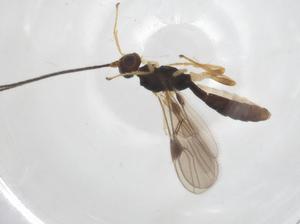  ( - CBG-A39794-E07)  @11 [ ] CreativeCommons - Attribution Share - Alike (2024) Centre for Biodiversity Genomics Centre for Biodiversity Genomics