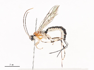  ( - CBG-A40186-B06)  @11 [ ] CreativeCommons - Attribution Share - Alike (2024) CBG Photography Group Centre for Biodiversity Genomics