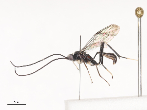  ( - CBG-A40186-E08)  @11 [ ] CreativeCommons - Attribution Share - Alike (2024) CBG Photography Group Centre for Biodiversity Genomics