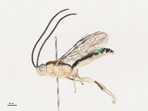  ( - CBG-A40189-A07)  @11 [ ] CreativeCommons - Attribution Share - Alike (2024) CBG Photography Group Centre for Biodiversity Genomics