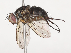  (Anisia Malaise9722 - CBG-A40190-A11)  @11 [ ] CreativeCommons - Attribution Share - Alike (2024) CBG Photography Group Centre for Biodiversity Genomics