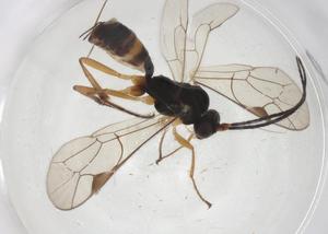  ( - CBG-A39241-A08)  @11 [ ] CreativeCommons - Attribution Share - Alike (2024) Centre for Biodiversity Genomics Centre for Biodiversity Genomics