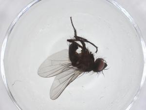  ( - CBG-A39285-D05)  @11 [ ] CreativeCommons - Attribution Share - Alike (2024) Centre for Biodiversity Genomics Centre for Biodiversity Genomics