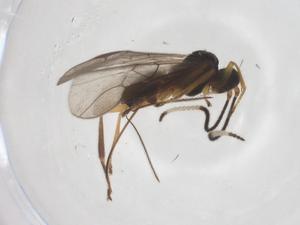  ( - CBG-A39339-F06)  @11 [ ] CreativeCommons - Attribution Share - Alike (2024) Centre for Biodiversity Genomics Centre for Biodiversity Genomics