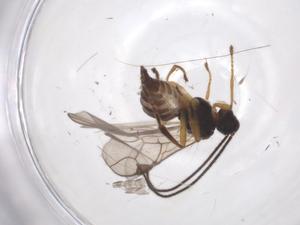  ( - CBG-A39354-H05)  @11 [ ] CreativeCommons - Attribution Share - Alike (2024) Centre for Biodiversity Genomics Centre for Biodiversity Genomics