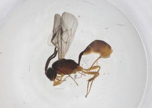  ( - CBG-A39358-A10)  @11 [ ] CreativeCommons - Attribution Share - Alike (2024) Centre for Biodiversity Genomics Centre for Biodiversity Genomics