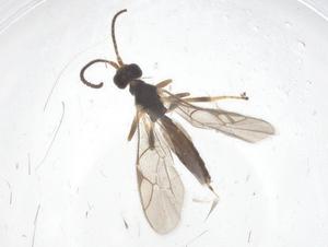  ( - CBG-A39358-C01)  @11 [ ] CreativeCommons - Attribution Share - Alike (2024) Centre for Biodiversity Genomics Centre for Biodiversity Genomics