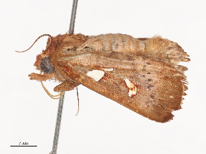  ( - CBG-A40202-D08)  @11 [ ] CreativeCommons - Attribution Share - Alike (2024) CBG Photography Group Centre for Biodiversity Genomics