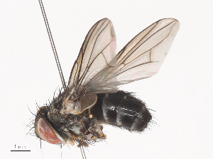  (Anisia Malaise8733 - CBG-A40203-C12)  @11 [ ] CreativeCommons - Attribution Share - Alike (2024) CBG Photography Group Centre for Biodiversity Genomics