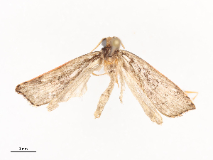  ( - CBG-A40205-G09)  @11 [ ] CreativeCommons - Attribution Share - Alike (2024) CBG Photography Group Centre for Biodiversity Genomics