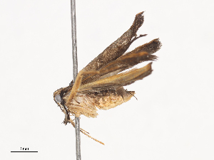  (Dichomeris Malaise0023 - CBG-A40207-B02)  @11 [ ] CreativeCommons - Attribution Share - Alike (2024) CBG Photography Group Centre for Biodiversity Genomics