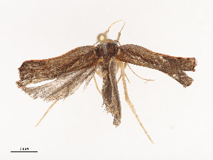  ( - CBG-A40233-B03)  @11 [ ] CreativeCommons - Attribution Share - Alike (2024) CBG Photography Group Centre for Biodiversity Genomics