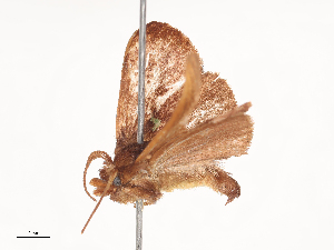  (Euclea Janzen7939 - CBG-A40238-C01)  @11 [ ] CreativeCommons - Attribution Share - Alike (2024) CBG Photography Group Centre for Biodiversity Genomics