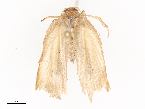  ( - CBG-A40238-C10)  @11 [ ] CreativeCommons - Attribution Share - Alike (2024) CBG Photography Group Centre for Biodiversity Genomics