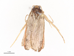  ( - CBG-A40238-D04)  @11 [ ] CreativeCommons - Attribution Share - Alike (2024) CBG Photography Group Centre for Biodiversity Genomics