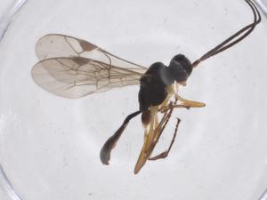  ( - CBG-A40842-E10)  @11 [ ] CreativeCommons - Attribution Share - Alike (2024) Centre for Biodiversity Genomics Centre for Biodiversity Genomics