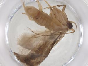  ( - CBG-A40868-B03)  @11 [ ] CreativeCommons - Attribution Share - Alike (2024) Centre for Biodiversity Genomics Centre for Biodiversity Genomics