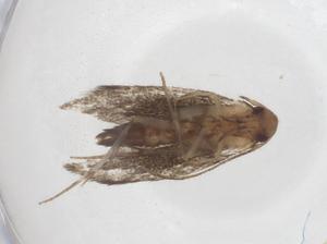  ( - CBG-A40884-D02)  @11 [ ] CreativeCommons - Attribution Share - Alike (2024) Centre for Biodiversity Genomics Centre for Biodiversity Genomics