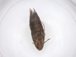  ( - CBG-A40890-D01)  @11 [ ] CreativeCommons - Attribution Share - Alike (2024) Centre for Biodiversity Genomics Centre for Biodiversity Genomics