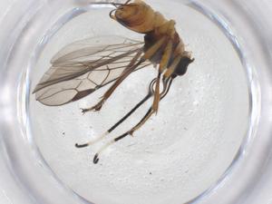  ( - CBG-A42351-F05)  @11 [ ] CreativeCommons - Attribution Share - Alike (2024) Centre for Biodiversity Genomics Centre for Biodiversity Genomics