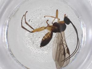  ( - CBG-A42389-D08)  @11 [ ] CreativeCommons - Attribution Share - Alike (2024) Centre for Biodiversity Genomics Centre for Biodiversity Genomics