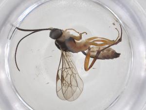  ( - CBG-A36544-E06)  @11 [ ] CreativeCommons - Attribution Share - Alike (2024) Centre for Biodiversity Genomics Centre for Biodiversity Genomics