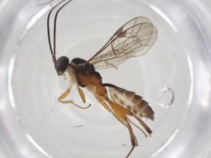  ( - CBG-A36544-G04)  @11 [ ] CreativeCommons - Attribution Share - Alike (2024) Centre for Biodiversity Genomics Centre for Biodiversity Genomics