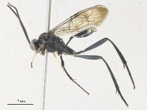  ( - CBG-A38469-F05)  @11 [ ] CreativeCommons - Attribution Share - Alike (2024) CBG Photography Group Centre for Biodiversity Genomics