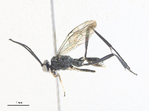  ( - CBG-A38469-G01)  @11 [ ] CreativeCommons - Attribution Share - Alike (2024) CBG Photography Group Centre for Biodiversity Genomics